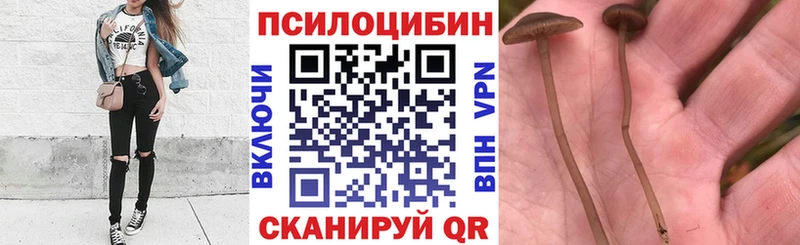 Купить закладки  Нея  Галлюциногенные грибы Cubensis 